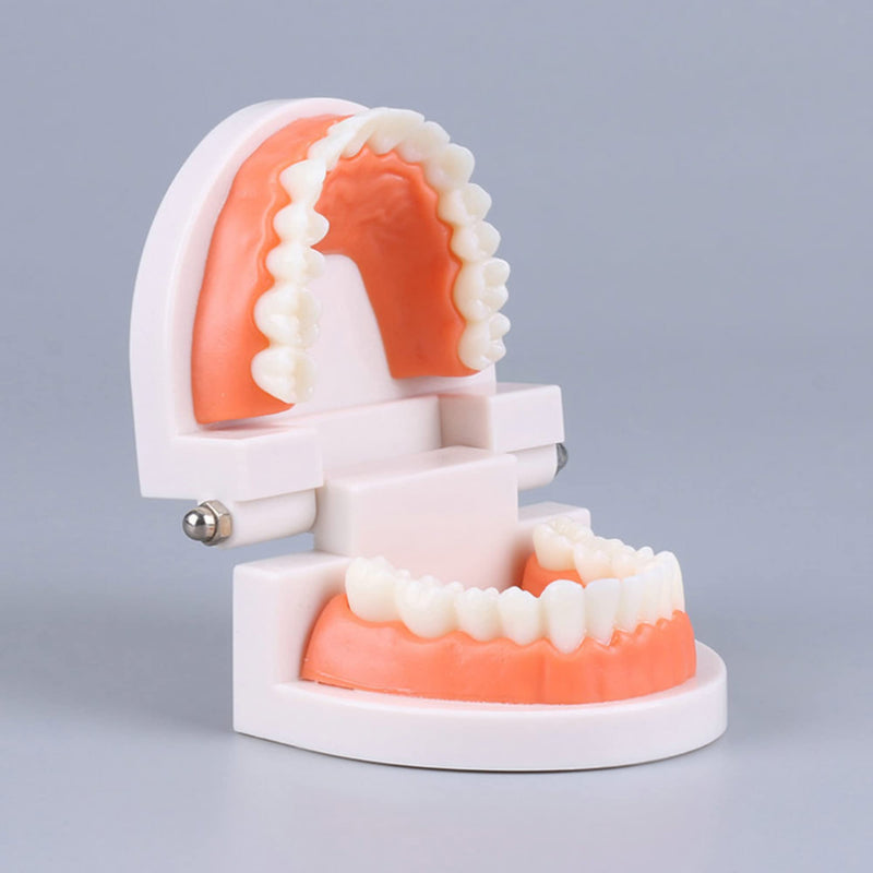 Fgxy Standard Dental Model, Standard Tooth Model Children'S Demonstration Model For Hospital Dentists, Dental Model, Standard Dental Guideline, Teeth Model Standard - NewNest Australia