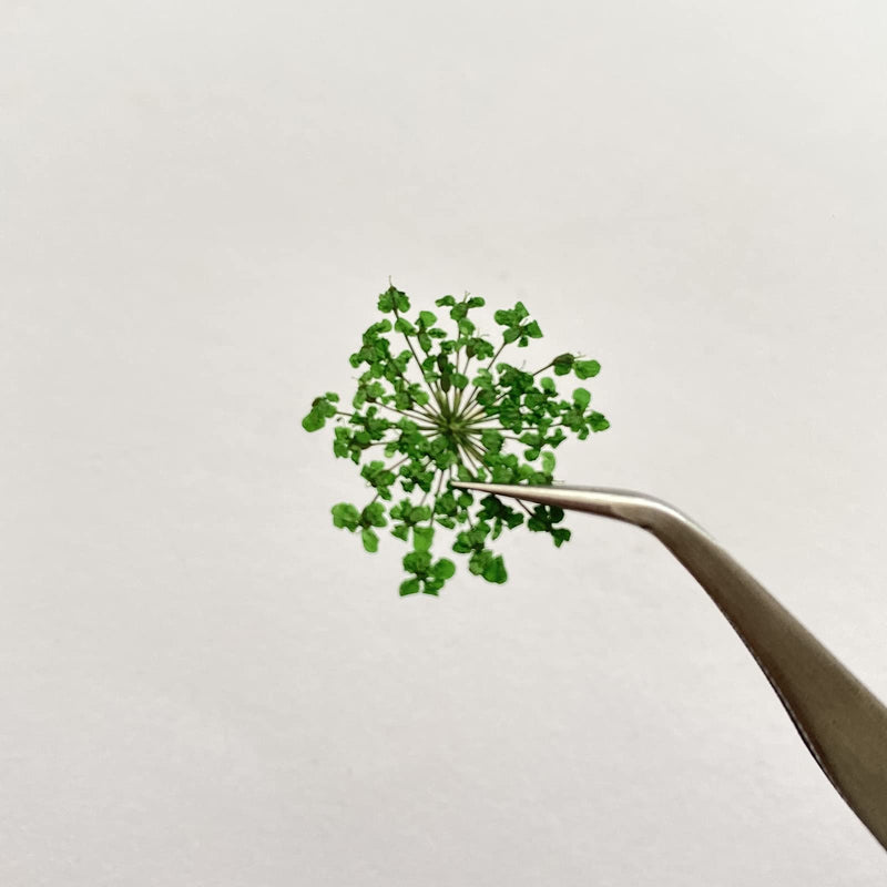 100pcs/pack Ammi majus Natural Pressed Dried Flower for Resin Jewelry Making, Soap and Candle Making, Scrapbooking DIY (Green) Green - NewNest Australia