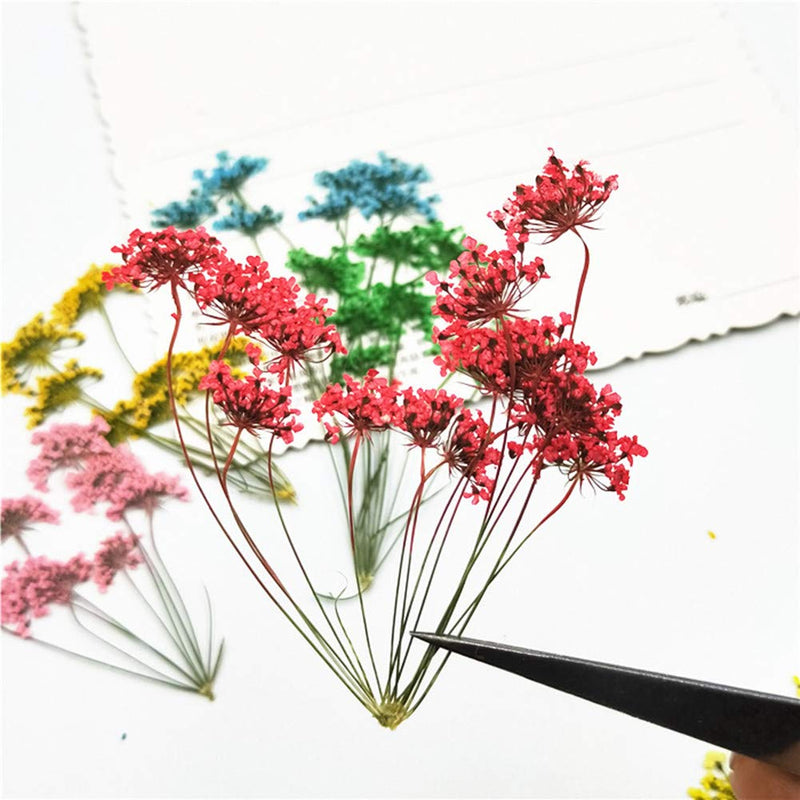 6pcs Tiny Natural Real Pressed Dried Flower for DIY Craft Jewelry Making Handmade Resin Ornament (Multi) Multi - NewNest Australia