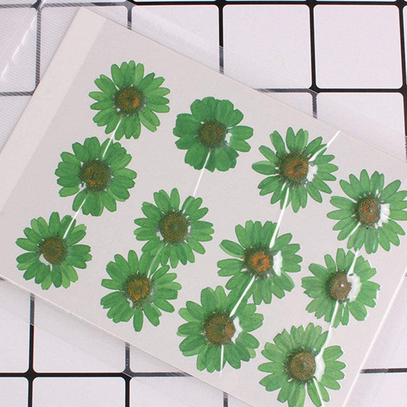 50pcs Natural Dried Daisy Flower, Vacuum Packaging, Pressed Flower for House Decoration, Jewelry Making, Phone case Decoration (Green) Green - NewNest Australia
