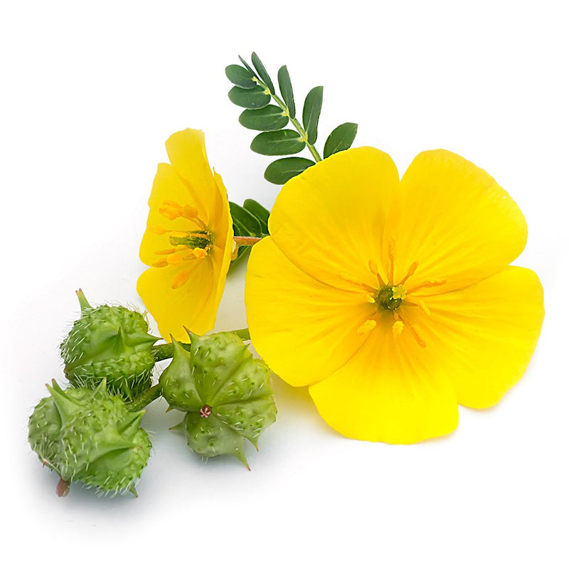 Tribulus 1000 Mg, Highly Dosed Extract (80% Saponins) Pellets ‚ Natural Testosterone Booster. For More Virility, Energy, Strength, Endurance, Burn Fat. No Artificial Additives. Gm Free. Vegan., , , - NewNest Australia