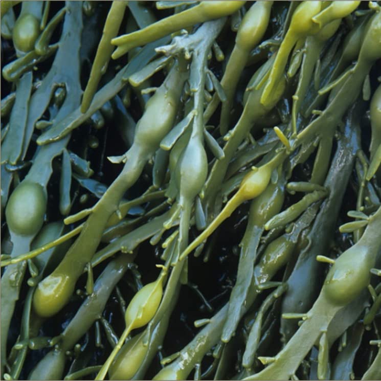 telomit ® organic algae capsules single - NewNest Australia