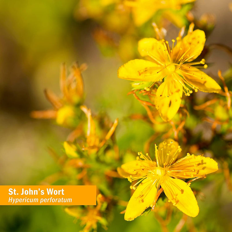 Herb Pharm St. John's Wort Liquid Extract for Positive Mood and Emotional Balance, Cane Alcohol, 1 Ounce 1 Fl Oz (Pack of 1) - NewNest Australia