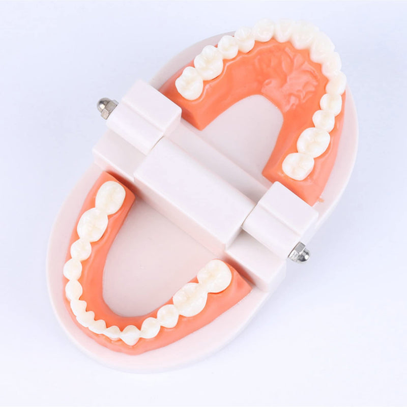 Fgxy Standard Dental Model, Standard Tooth Model Children'S Demonstration Model For Hospital Dentists, Dental Model, Standard Dental Guideline, Teeth Model Standard - NewNest Australia