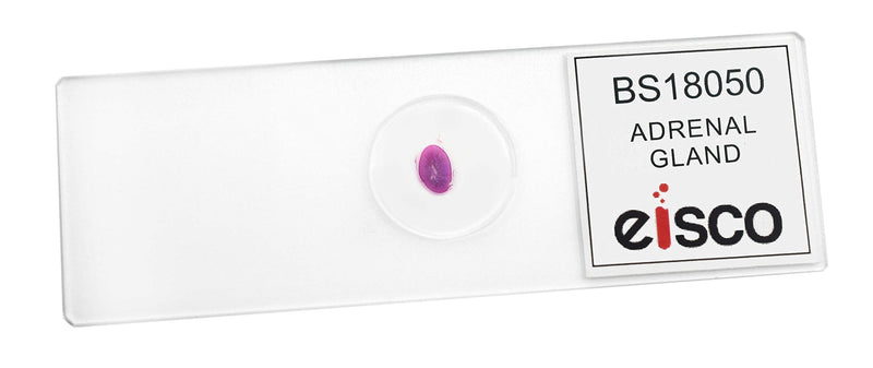 Adrenal Gland - Prepared Microscope Slide - 75 x 25mm - Biology & Microscopy - Eisco Labs Single Slide - NewNest Australia