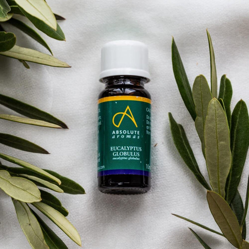 Absolute Aromas Eucalyptus Essential Oil 10ml - 100% Pure, Natural and Undiluted - an Antiseptic and Antibacterial Oil to Soothe and Clear - for use in Diffusers and Aromatherapy 10 ml (Pack of 1) - NewNest Australia