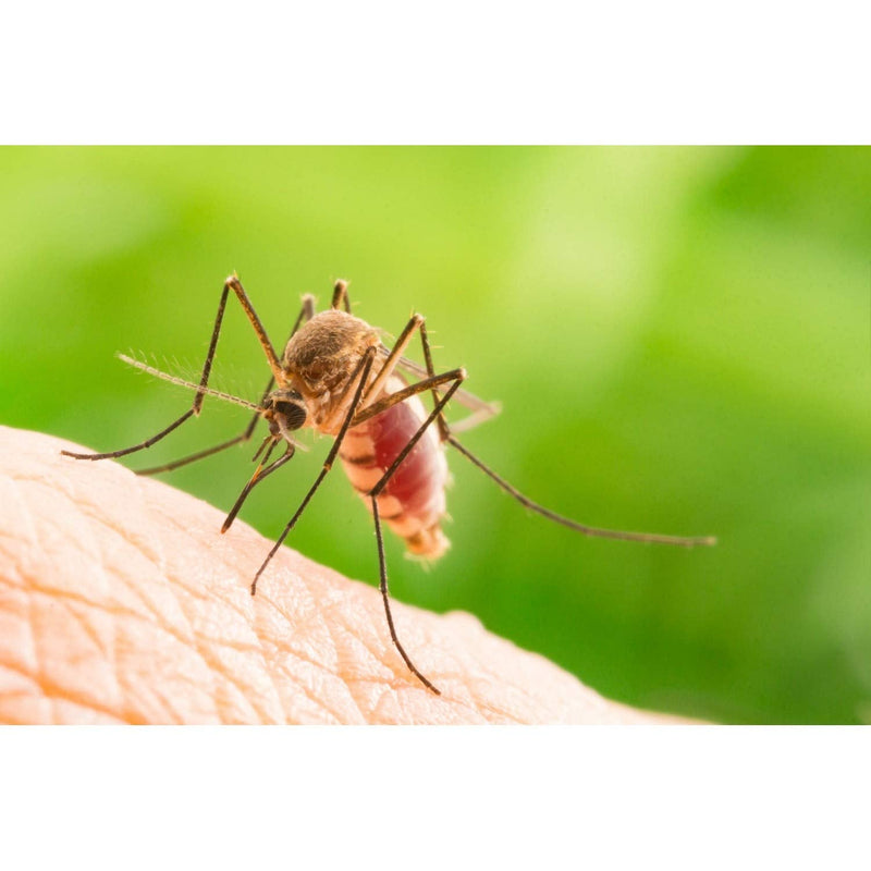 Doctan® Active Spray - double pack - up to 12 hours of protection against mosquitoes, ticks, biting flies, malaria prophylaxis, yellow fever, 2x 100ml - NewNest Australia