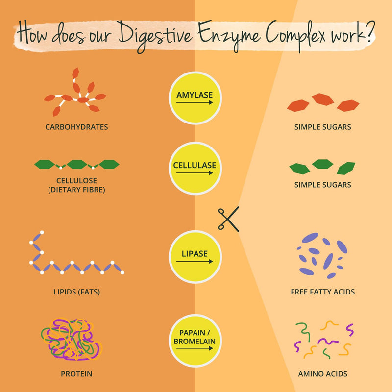 Enzyme Complex Bromelain Papain Amylase Lipase Cellulase Gastric Juice-Resistant Drcaps Natural Digestive Enzymes Laboratory Tested No Additives German Production Vegavero - NewNest Australia