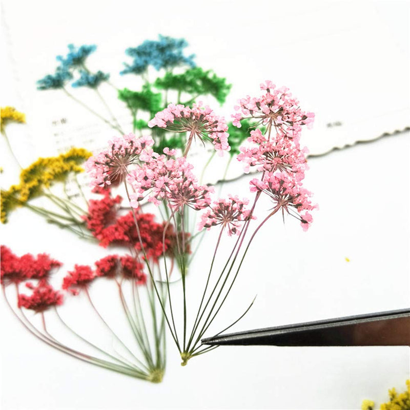 6pcs Tiny Natural Real Pressed Dried Flower for DIY Craft Jewelry Making Handmade Resin Ornament (Multi) Multi - NewNest Australia