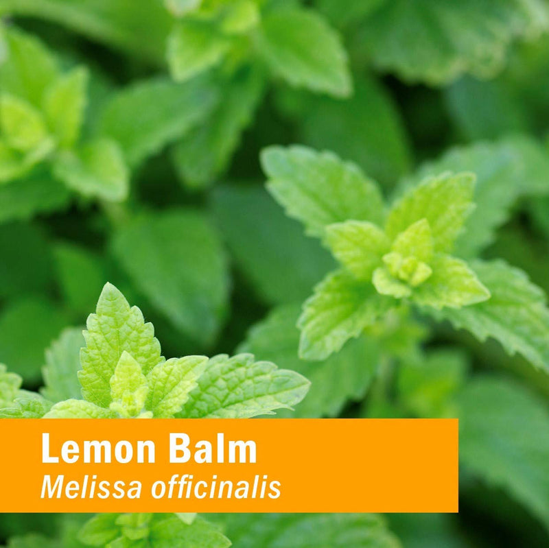 Herb Pharm Certified Organic Lemon Balm Liquid Extract for Calming Nervous System Support, Alcohol-Free Glycerite, 1 Oz 1 Fl Oz (Pack of 1) - NewNest Australia