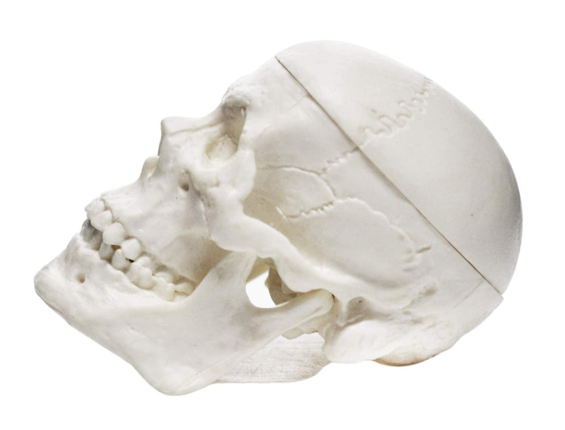 Miniature Human Adult Skull Model, 3 Part - Medical Quality Anatomical Replica - 2.5" Height - Removable Skull Cap, Shows Most Major Foramen, Fossa, and Canals - Articulated Mandible - Eisco Labs - NewNest Australia