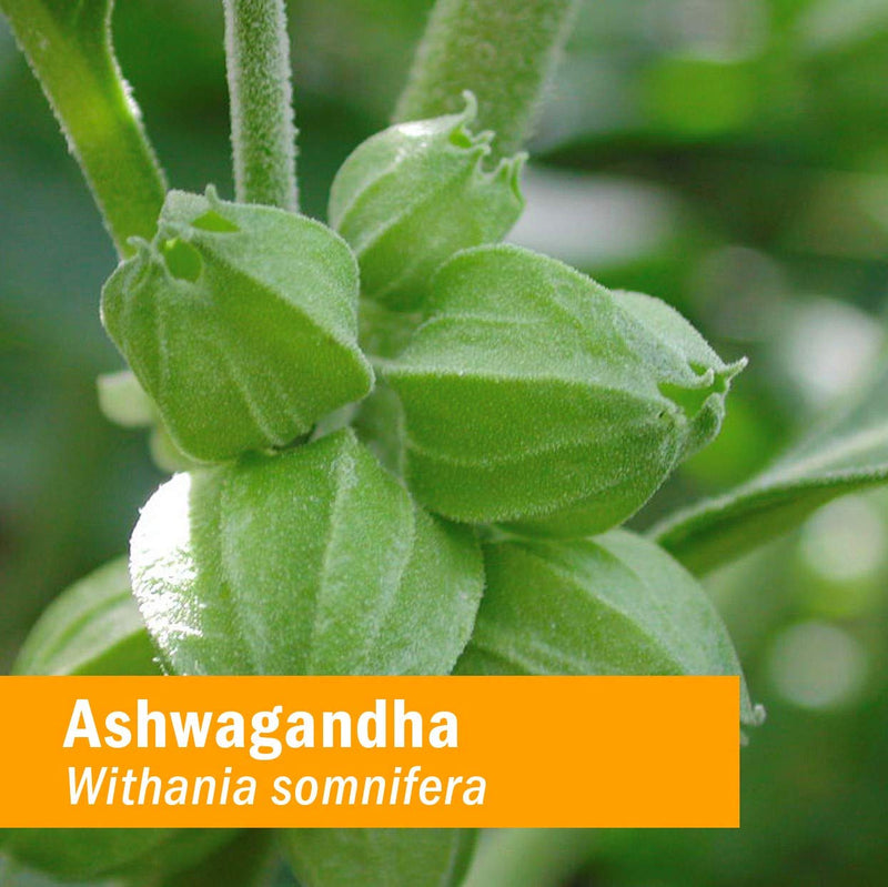Herb Pharm Certified Organic Ashwagandha Extract Drops for Traditional Support for Energy and Vitality, Alcohol-Free Glycerite, 1 Oz 1 Fl Oz (Pack of 1) - NewNest Australia
