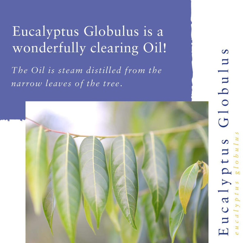 Absolute Aromas Eucalyptus Essential Oil 100ml - 100% Pure, Natural and Undiluted - an Antiseptic and Antibacterial Oil to Soothe and Clear - for use in Diffusers and Aromatherapy - NewNest Australia