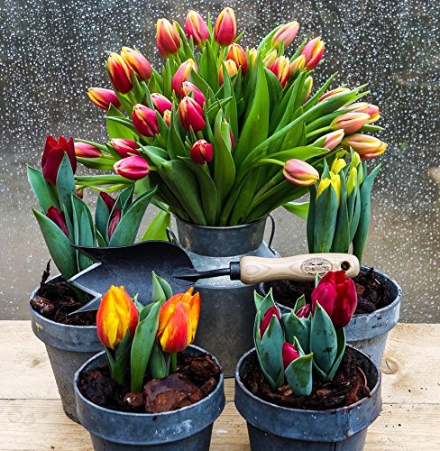 DeWit Tulip Trowel, Garden Tool for Roots and Planting - NewNest Australia