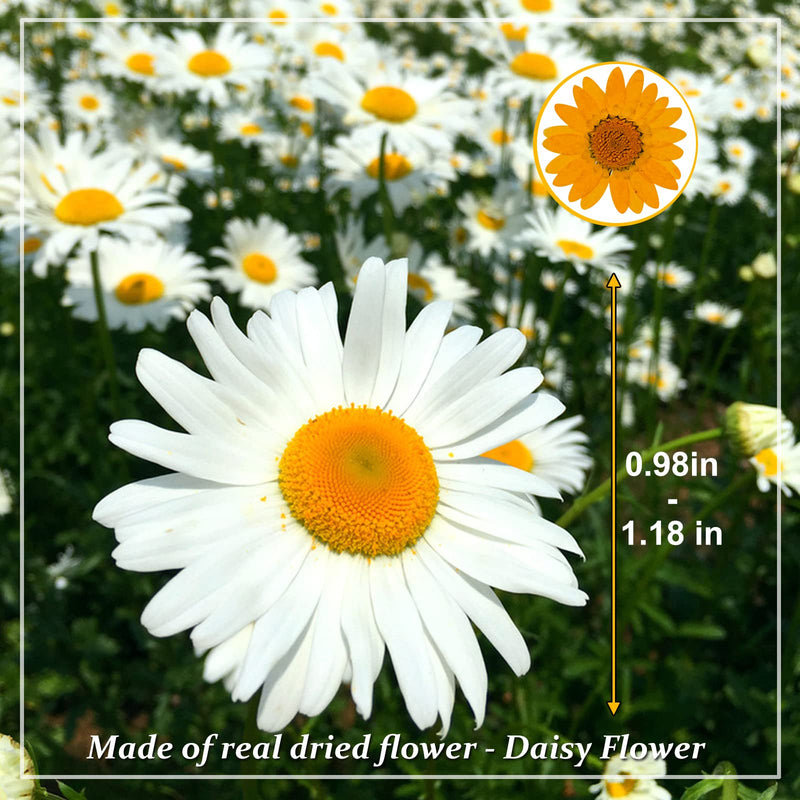 HEISENLIN Dried Pressed Flowers, 60 PCS Orange Natural Real Pressed Dried Daisy Flowers, Dry Flowers with Tweezers for Resin Scrapbooking DIY Candle Decor Jewelry Soap Crafts Making Daisy-Orange - NewNest Australia