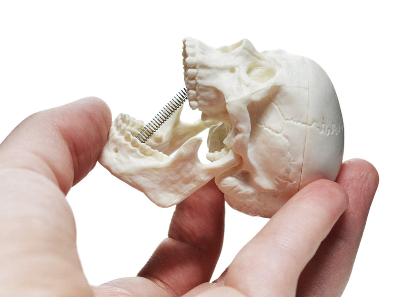 Miniature Human Adult Skull Model, 3 Part - Medical Quality Anatomical Replica - 2.5" Height - Removable Skull Cap, Shows Most Major Foramen, Fossa, and Canals - Articulated Mandible - Eisco Labs - NewNest Australia