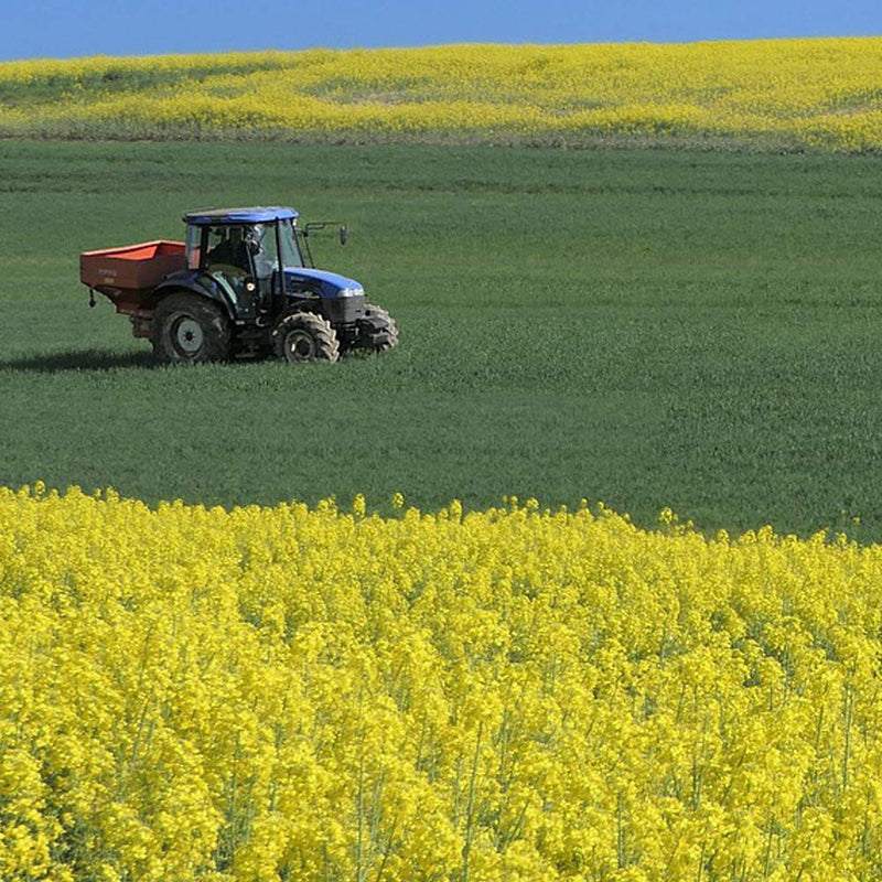 Rapeseed Cleaned 10 kg Rapeseed Therapy Rapeseed for Rapeseed Cushion Heat Cushion Cold Cushion Seeds Loose Rheumatism Microwave Wellness Rapeseed Bath Petigi - NewNest Australia