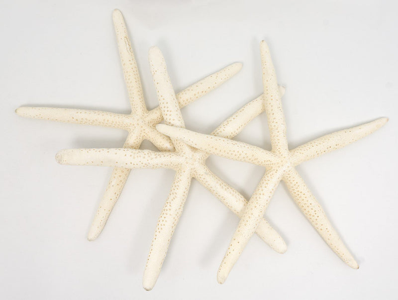 NewNest Australia - Finger Starfish | 3 Extra Large White Finger Starfish 8"-10" | Plus Free Nautical eBook by Joseph Rains 