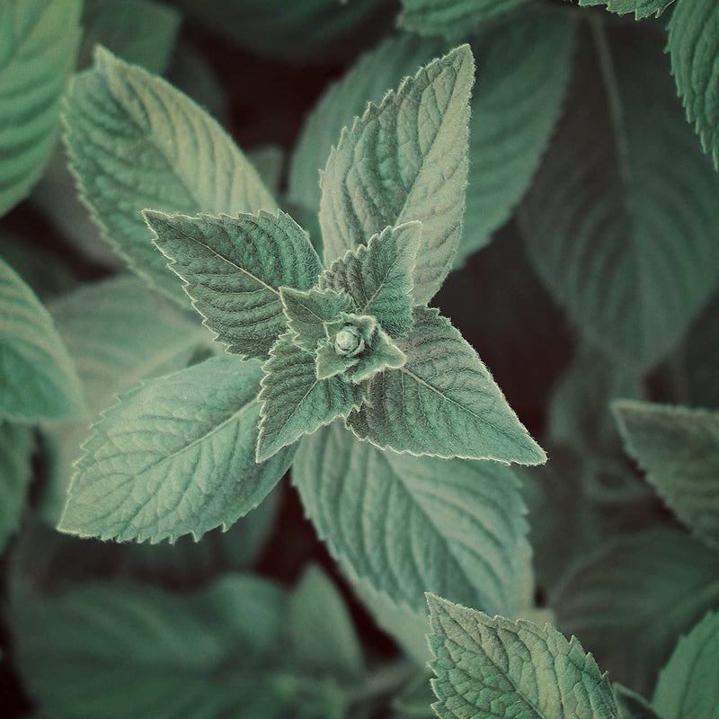 Naissance Peppermint Oil Organic (No. 158) - 100 Ml - Mentha Piperita - 100% Pure Field Mint Essential Oil - Mint Oil For Natural Cosmetics, Aromatherapy, Oil Burner - Fragrance Oil For Aroma Diffuser - NewNest Australia