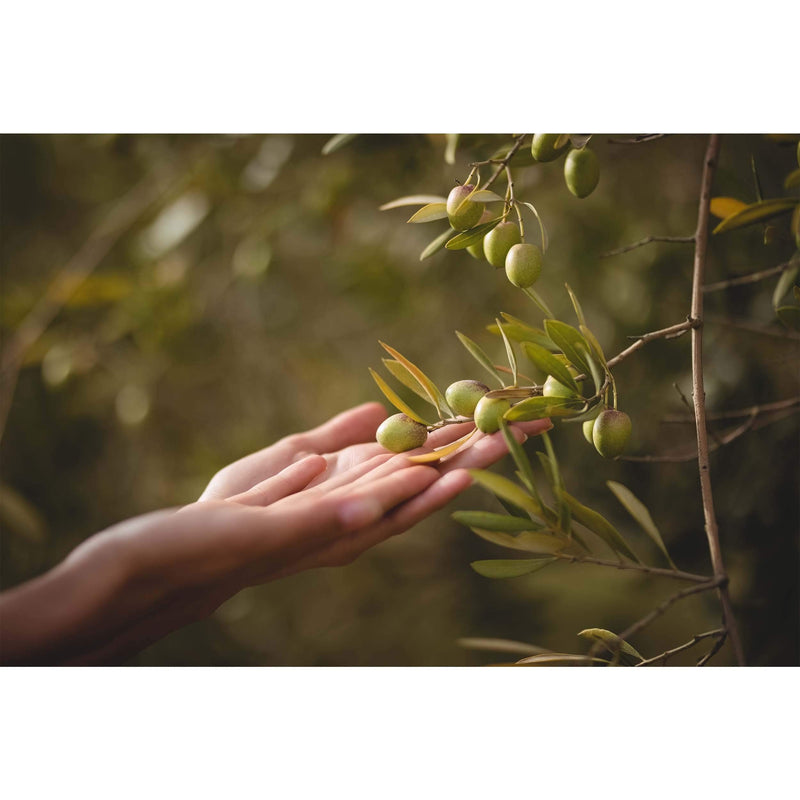Barlean's All Natural Olive Leaf Complex Liquid with 7,700 ORACr and Liquid 95mg Oleuropein - Non-GMO, Sustainably Sourced, Kosher - 16-Ounce 1 Pound (Pack of 1) - NewNest Australia