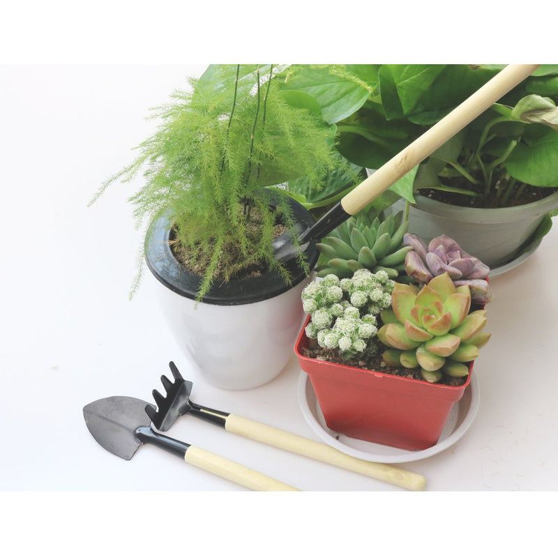 Bonsai Set 8 Pcs - Include Pruner,Fold Scissors,Mini Rake,Bud & Leaf Trimmer Set by ZELAR Made - NewNest Australia