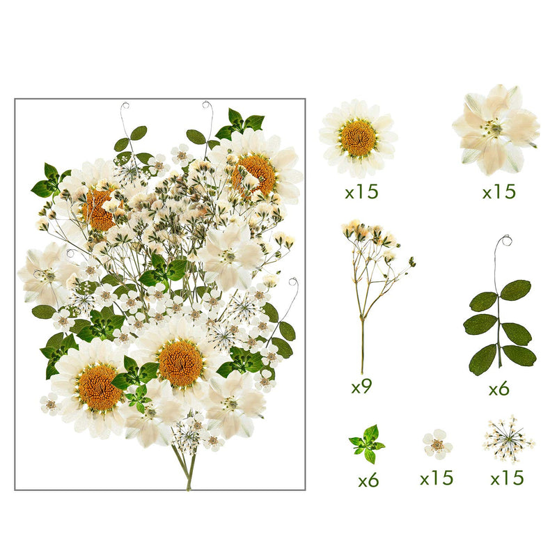 Nuanchu 81 Pieces Real Dried Pressed Flowers Leaves, Flower Field Series, Daisies, Larkspur, Gypsophila, Natural Pressed Flowers for Resin Jewelry Scrapbooking Art Floral Decorations White - NewNest Australia