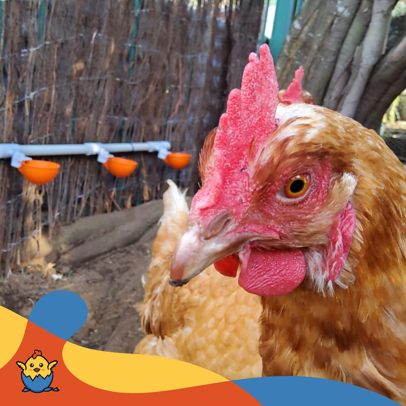 Lil'Clucker 5pc Large Automatic Chicken Waterer Cups with 1/2" PVC Tee Fittings - Chicken Water Cups, Chicken Water Feeder, for Chicks, Duck, Goose, Turkey - Poultry Waterer Feeder Kit - (Orange) - NewNest Australia