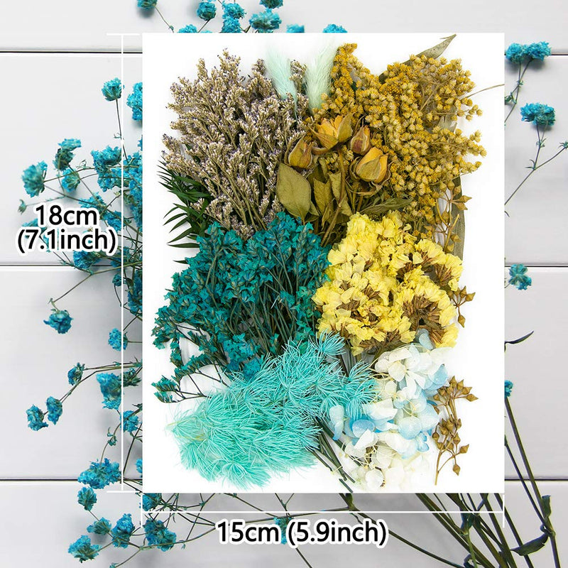 Vignee Real Dried Pressed Leaf Flowers-Multiple Colorful Pressed Flowers Daisies for Craft Resin Jewelry Making Art Craft DIY（Blue） Blue - NewNest Australia