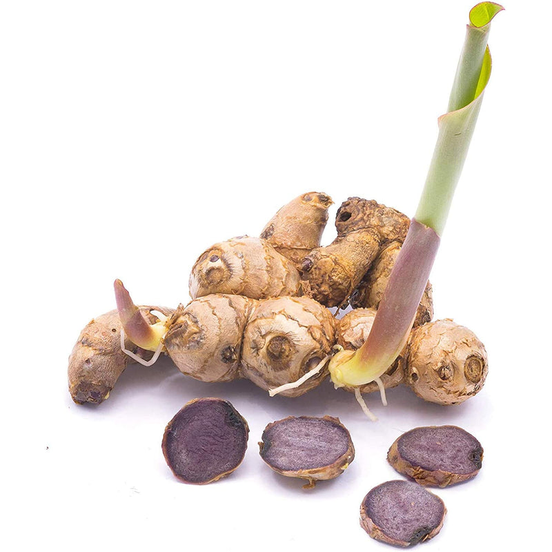 Addictive Wellness Thai Black Ginger Freeze Dried Powder 50g Kaempferia Parviflora Thai Ginseng 1.76 Ounce (Pack of 1) - NewNest Australia