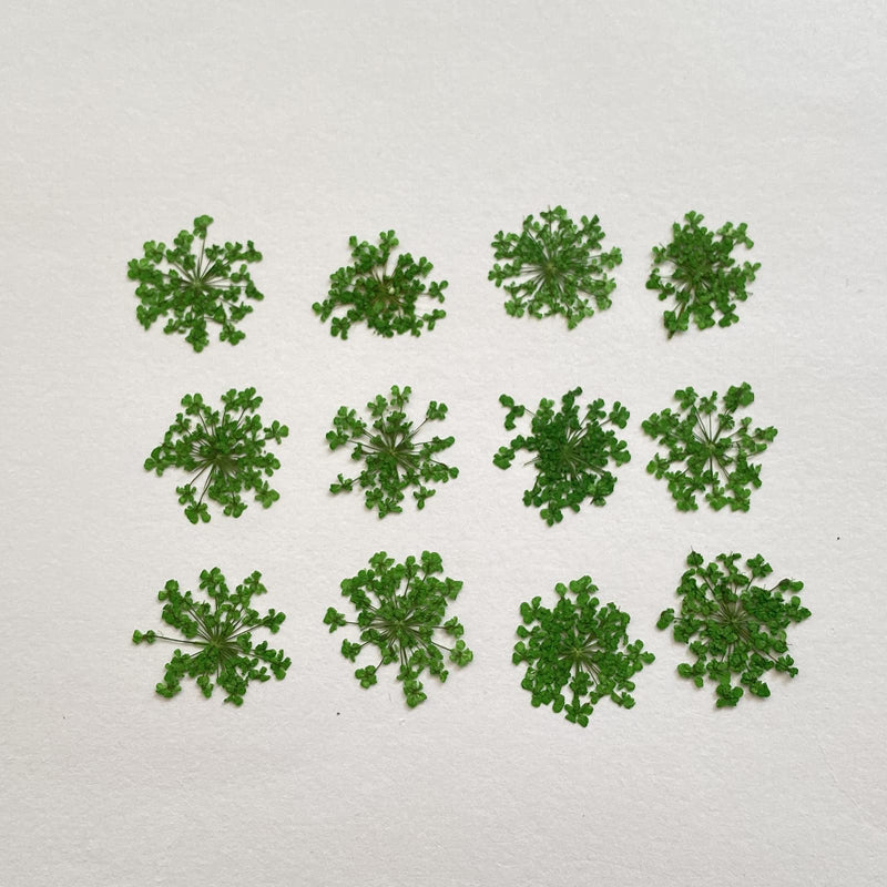 100pcs/pack Ammi majus Natural Pressed Dried Flower for Resin Jewelry Making, Soap and Candle Making, Scrapbooking DIY (Green) Green - NewNest Australia