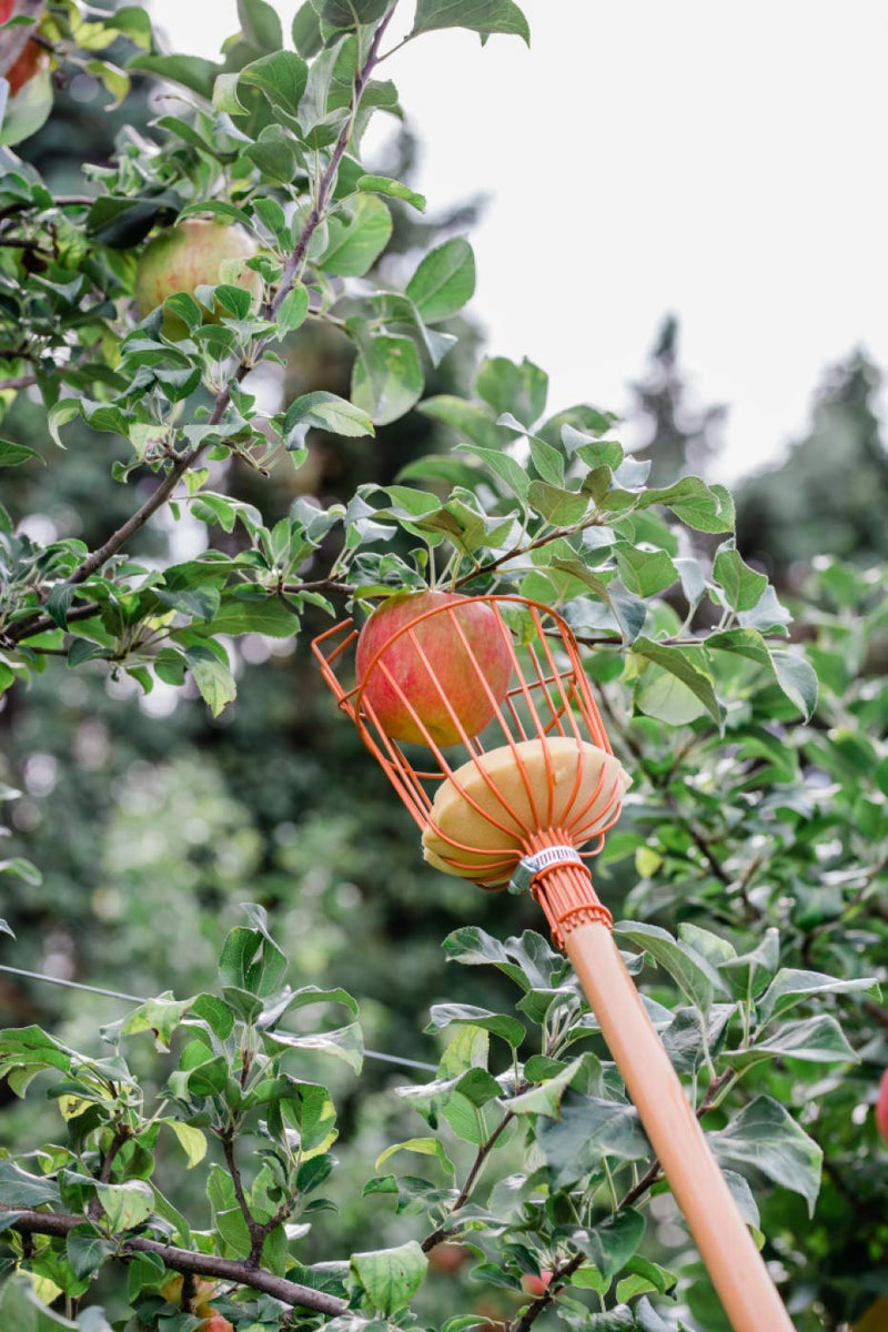 Teal Turtle Professional Apple Fruit Picker Basket With Cushion to Prevent Bruising - NewNest Australia