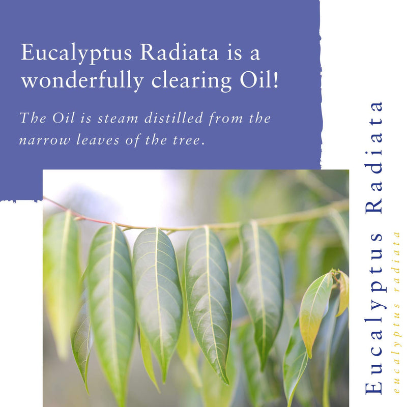 Absolute Aromas Eucalyptus Radiata (Australiana) Essential Oil 10ml - 100% Pure, Natural, Undiluted, Vegan and Cruelty-Free - for use in Diffusers and Aromatherapy Blends 10 ml (Pack of 1) - NewNest Australia