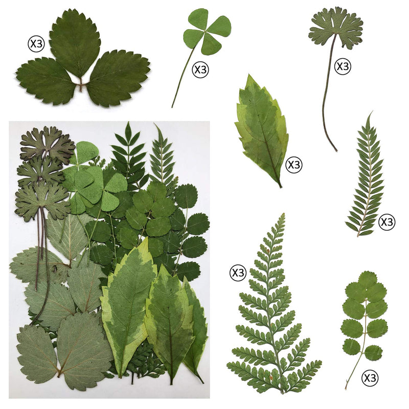 Cinvo 63 Pcs Real Dried Pressed Leaves Natural Dried Leaf for Candle Resin Jewelry Soap Nail Pendant Phone Case Crafts Making Floral Decors Scrapbooking DIY, 21 Styles - NewNest Australia