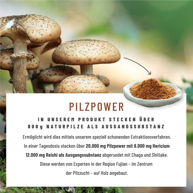 Naturtreu Pilzkraft 120 Capsules Mushroom Complex High Dose With Hericium Erinaceus (Lions Mane) Extract, Chaga, Reishi Extract, Shiitake Extract, Beta Glucan, Vitamin B2, B5 & B6 - NewNest Australia
