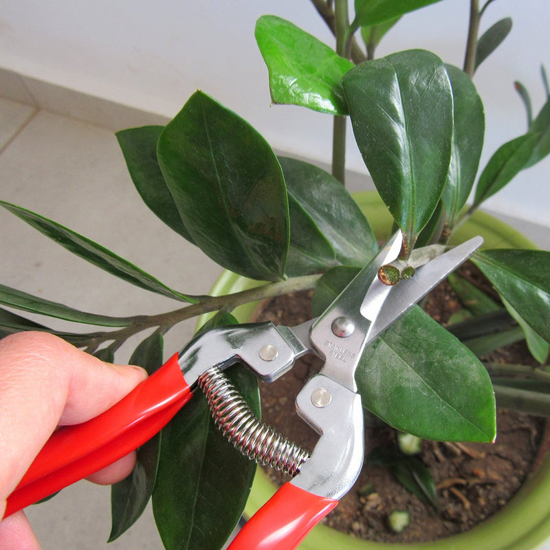 TABOR TOOLS Pruning Shears, Florist Scissors, Multi-Tasking Garden Snips for Arranging Flowers, Trimming Plants and Harvesting Herbs, Fruits or Vegetables. K17A. (Straight, Stainless Steel Blades) - NewNest Australia