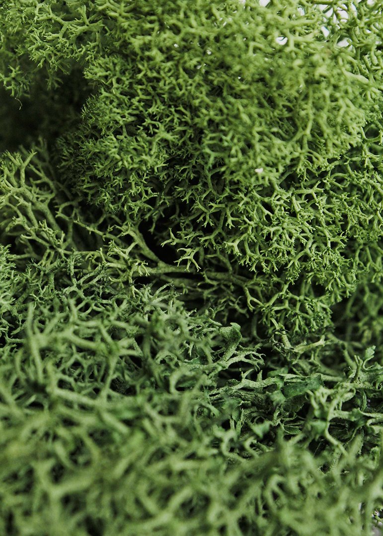 SuperMoss (21757) Reindeer Moss Preserved, Forest, 8oz (200 cubic inch) - NewNest Australia