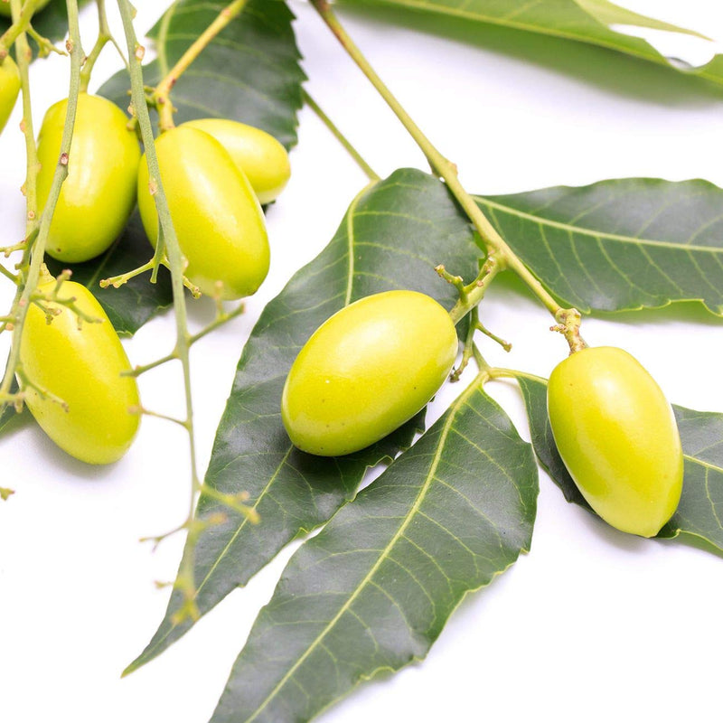 Neem Oil For Skin - Neem Oil for Hair, 100% Pure Neem Oil Cold Pressed Moisturizer Neem Oil for Essential Oil Mixing Neem Oil Organic Massage Oil 4 oz - NewNest Australia