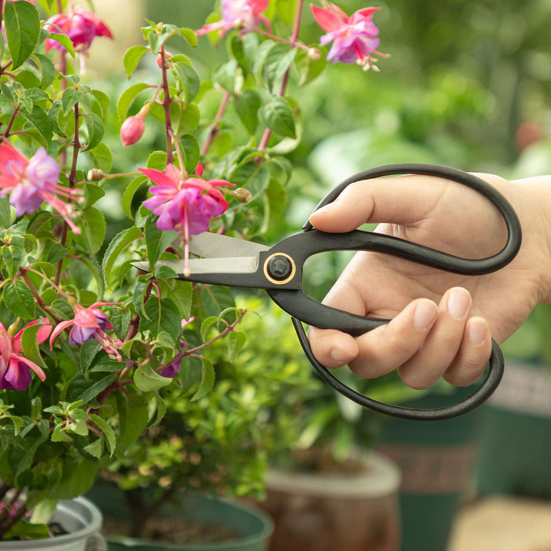 VISEMAN Japanese Bonsai Pruning Scissors-KinTakashi Gardening Shears for Bonsai Trimming - NewNest Australia