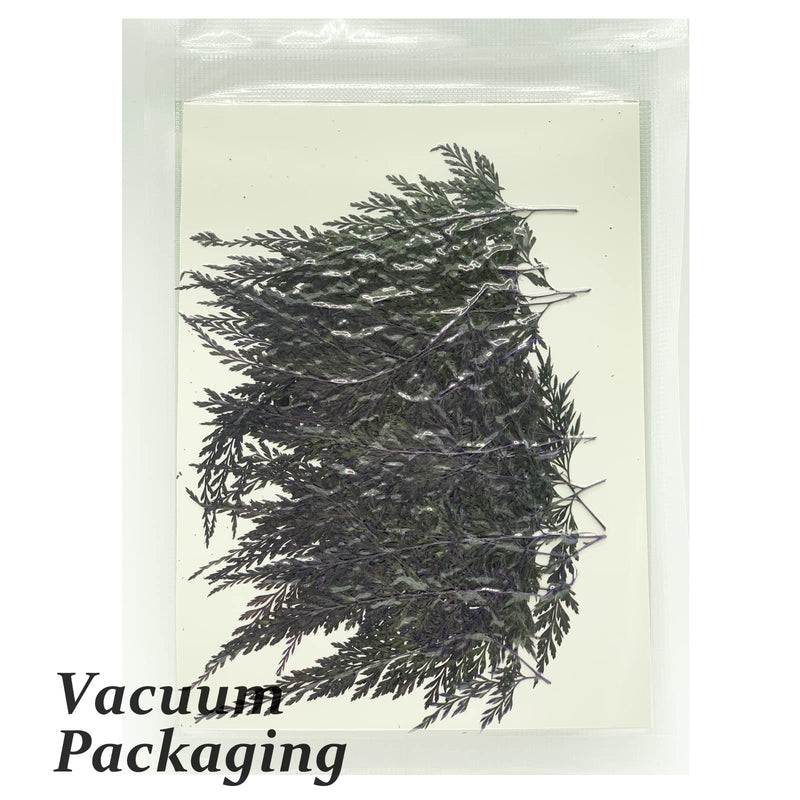 ALJ 42 PCS Pressed Ferns Leaves, Natural Purple Dried Ferns Leaves Plant Pressed Leaf for Resin Art DIY Craft Embellishment Decors, Craft Jewelry Card and Making DIY Scrapbooking - NewNest Australia