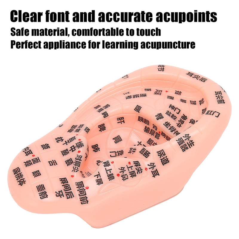 1PC Ear Zone Model, Ear Acupoint Pressure Point Learning Human Acupuncture Model for Home Office Decoration - 13cm(Chinese Words) - NewNest Australia