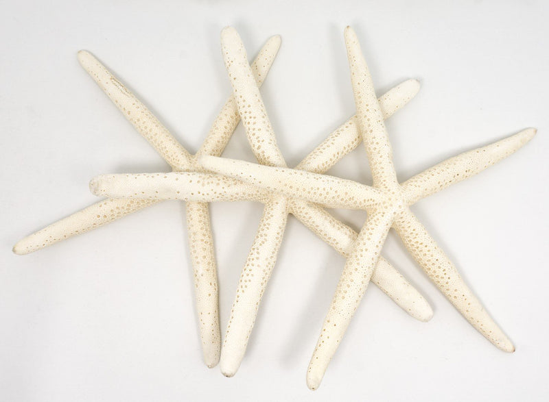 NewNest Australia - Finger Starfish | 3 Extra Large White Finger Starfish 8"-10" | Plus Free Nautical eBook by Joseph Rains 