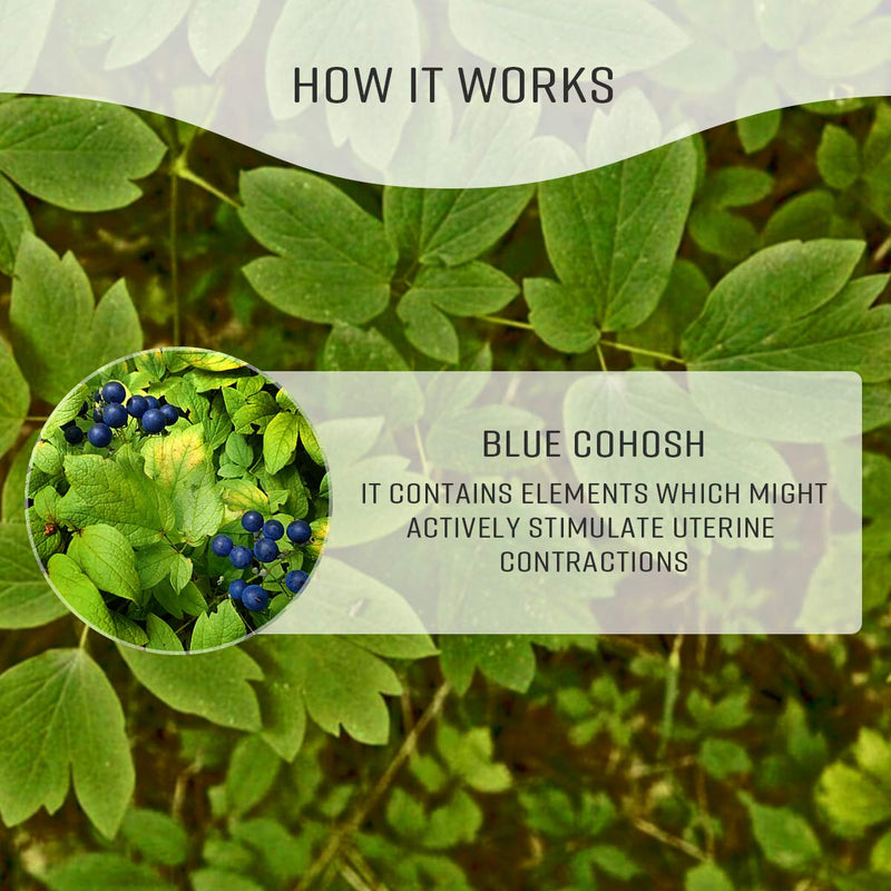 Blue Cohosh Tincture - Non-Alcohol Liquid Herbal Drops with Caulophyllum Thalictroides Root Extract for Uterus Support - Natural Non-GMO Supplement for Menstrual Cramps, Blood Flow - 2oz. - NewNest Australia
