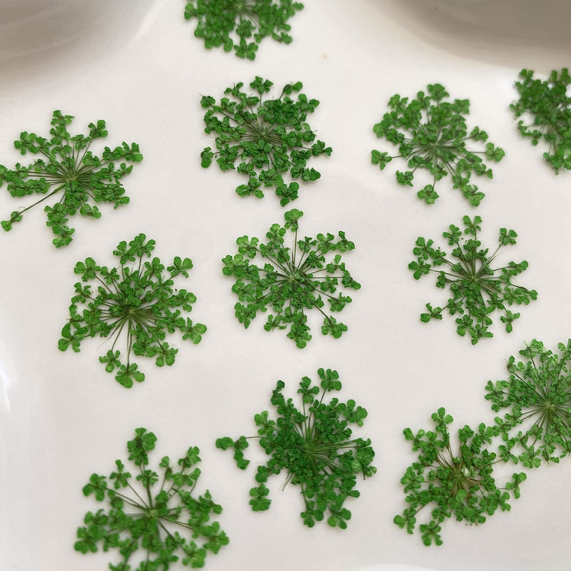 100pcs/pack Ammi majus Natural Pressed Dried Flower for Resin Jewelry Making, Soap and Candle Making, Scrapbooking DIY (Green) Green - NewNest Australia