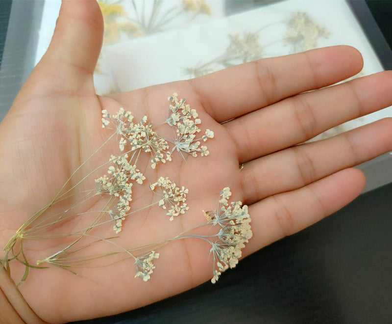 6pcs Tiny Natural Real Pressed Dried Flower for DIY Craft Jewelry Making Handmade Resin Ornament (Multi) Multi - NewNest Australia