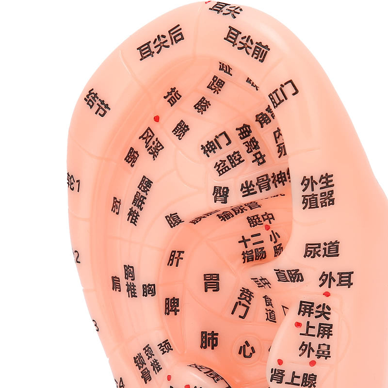 1PC Ear Zone Model, Ear Acupoint Pressure Point Learning Human Acupuncture Model for Home Office Decoration - 13cm(Chinese Words) - NewNest Australia