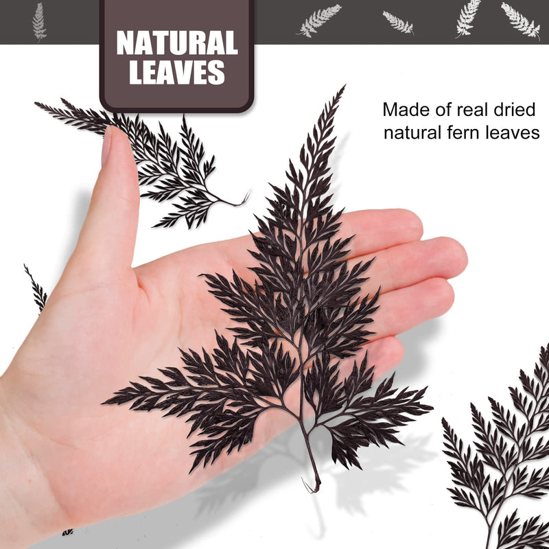 ALJ 42 PCS Pressed Ferns Leaves, Natural Purple Dried Ferns Leaves Plant Pressed Leaf for Resin Art DIY Craft Embellishment Decors, Craft Jewelry Card and Making DIY Scrapbooking - NewNest Australia