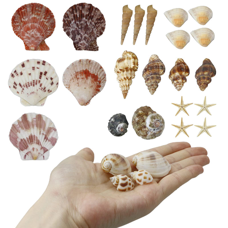 WEOXPR Mixed Sea Shells, 100+ Pcs Beach Seashells Starfish, Various Sizes Ocean Seashells for Fish Tank Vase Fillers, Beach Theme Party Wedding Decor, Candle Making, DIY Crafts, Home Decorations - NewNest Australia