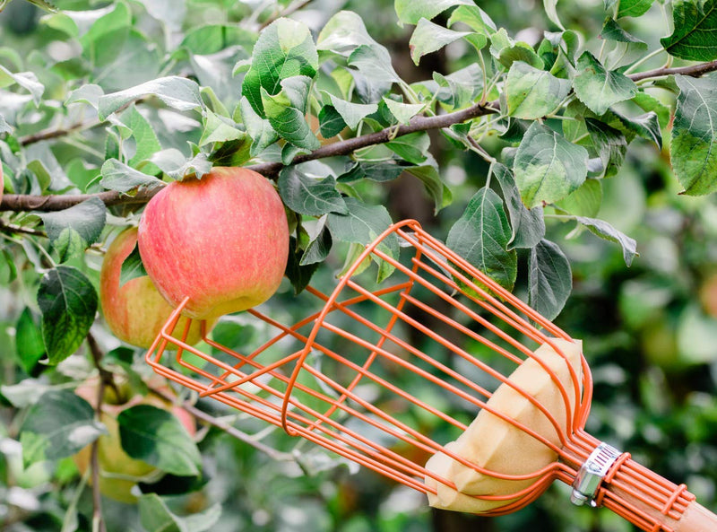 Teal Turtle Professional Apple Fruit Picker Basket With Cushion to Prevent Bruising - NewNest Australia