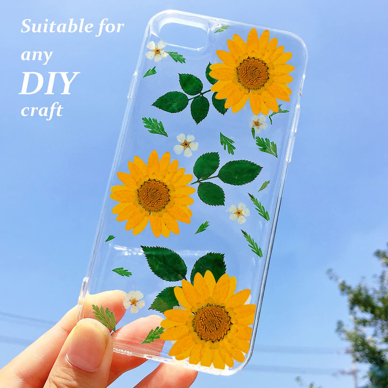 HEISENLIN Dried Pressed Flowers, 60 PCS Orange Natural Real Pressed Dried Daisy Flowers, Dry Flowers with Tweezers for Resin Scrapbooking DIY Candle Decor Jewelry Soap Crafts Making Daisy-Orange - NewNest Australia