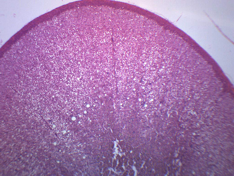 Adrenal Gland - Prepared Microscope Slide - 75 x 25mm - Biology & Microscopy - Eisco Labs Single Slide - NewNest Australia